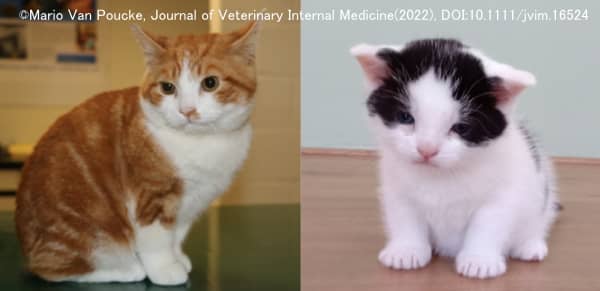 原発性の先天性甲状腺機能低下症を発症した猫における不均衡型体型