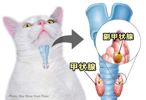 猫の甲状腺と副甲状腺（上皮小体）の位置関係