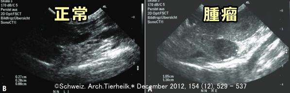 超音波検査画像で見る腫瘤性病変を抱えた猫の副腎