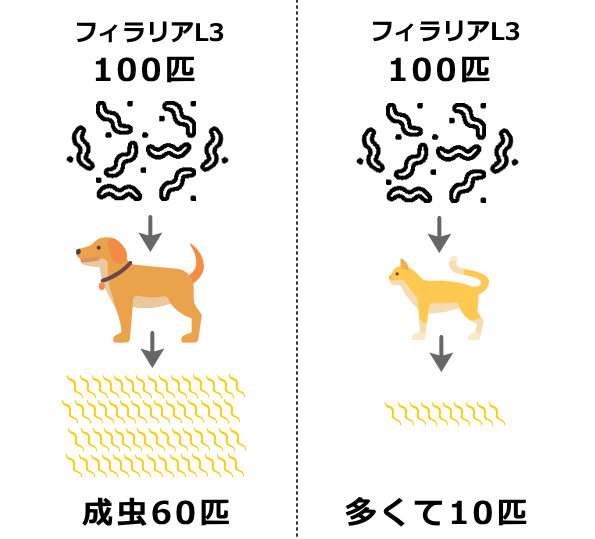 フィラリア幼虫（L3）が犬の体内で成虫になれる割合が60%なのに対し、猫の体内ではせいぜい10%