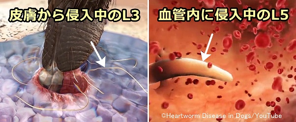 猫の体内に侵入したL3は50~70日かけてL5にまで成長する