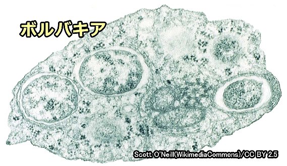 フィラリアの体内に共生している細菌「ボルバキア」（Wolbachia）の顕微鏡写真