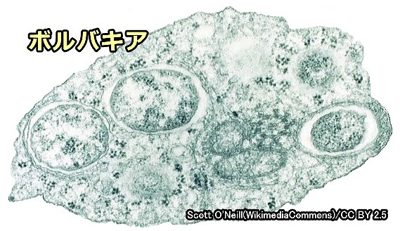 フィラリアの体内に共生している細菌「ボルバキア」(Wolbachia)の顕微鏡写真