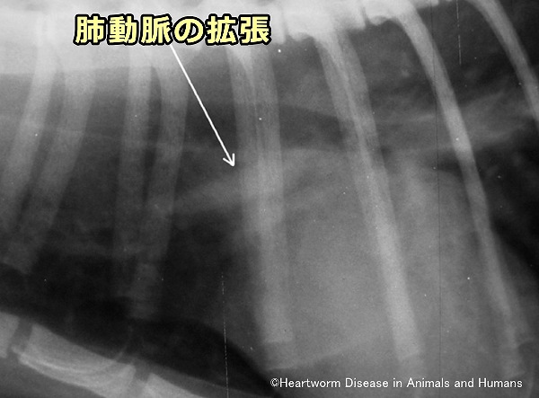 3年のフィラリア病歴がある猫のエックス線画像で見られる頭側肺動脈の拡張