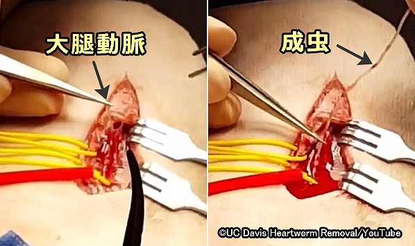 猫の大腿動脈に迷入したフィラリア成虫の除去手術（世界初）