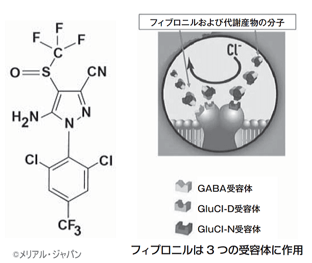 フィプロニルの分子構造と作用機序の模式図