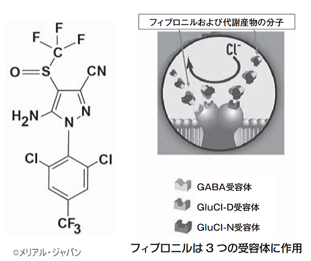 ブロード ライン