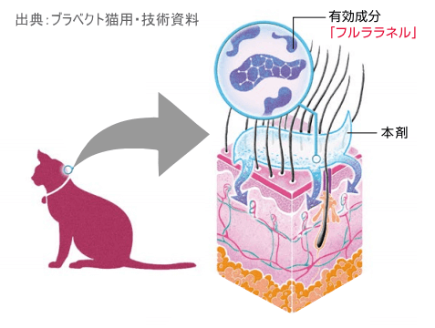 フルララネルの経皮的吸収イメージ