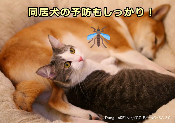 猫と犬が同居している家庭においては犬から猫にL3が伝播する危険性がある