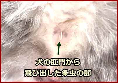 猫の条虫症 症状 原因から治療 予防法まで寄生虫症を知る 子猫のへや