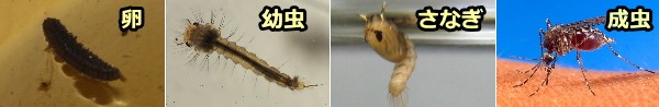 蚊のライフサイクル～卵・幼虫・さなぎ・成虫