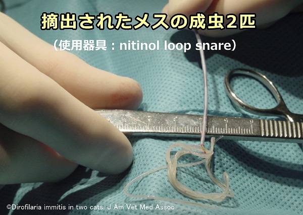 犬糸状虫