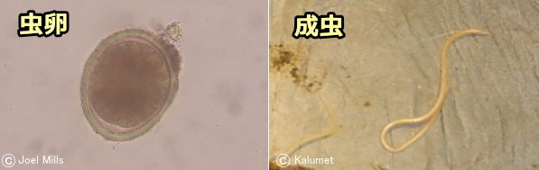 ネコ回虫の虫卵と成虫