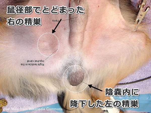 犬の潜在精巣～陰嚢内に降下した左の精巣と、鼠径部にとどまった右の精巣