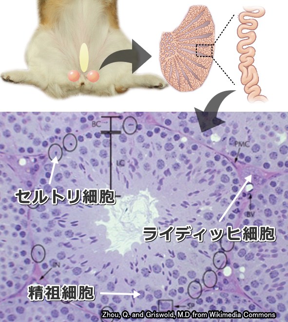 精巣の微細構造