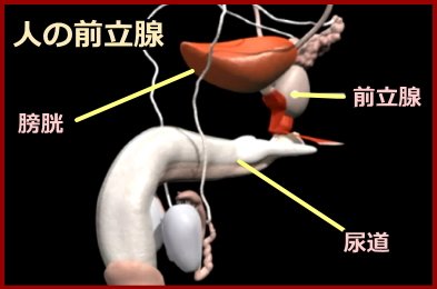 人の前立腺の位置・模式図