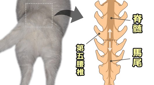 猫の脊髄・馬尾・尾骨神経の位置関係模式図