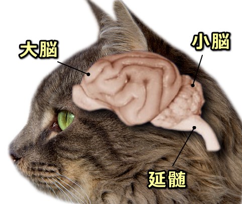 猫の脳の断面図～大脳と小脳の位置関係が一目瞭然