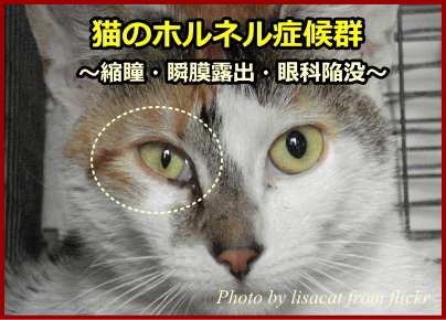 猫のホルネル症候群