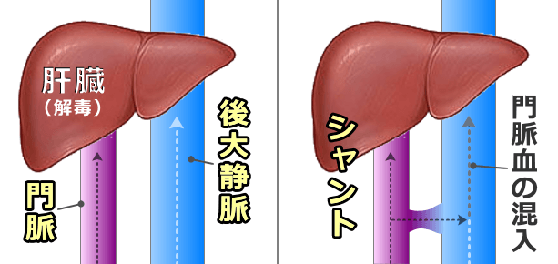 猫の肝性脳症～症状・原因から予防・治療法まで