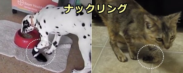 猫と猫におけるナックリング～手首の屈曲と上腕三頭筋の萎縮