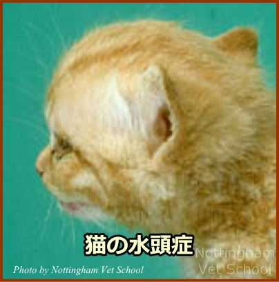 猫の水頭症～前頭部が脳脊髄液の内圧で膨張している