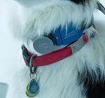 猫の首輪に装着された加速度センサー(Accelerometer)