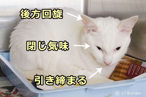 急性期の痛みを感じているときの猫の表情～耳後方回旋・半眼・口元引き締め