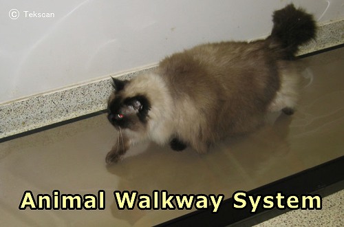 犬や猫の歩様計測に用いられる感圧計測機器「Animal Walkway System」