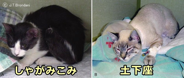急性期の痛みを抱えている猫に特有のしゃがみこみ姿勢と土下座姿勢