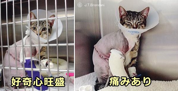 痛みを抱えている猫とそうでない猫とでは、外界に対する好奇心の度合いが変化する