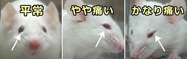 ネズミの表情と痛みの度合いを体系化した「ネズミのしかめ面スケール」（MGS）