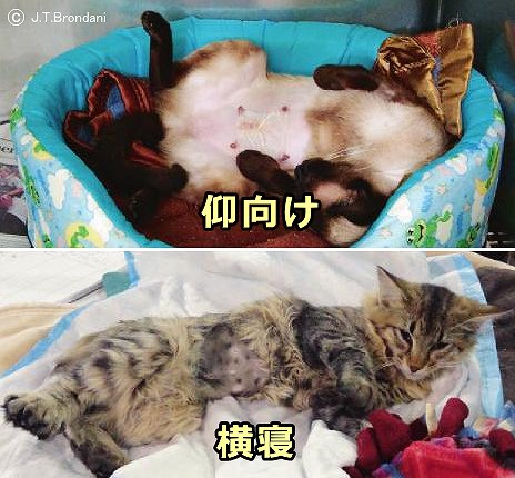 猫が腹部の緊張をリリースするためにとる仰向け姿勢と横寝姿勢