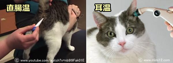 猫の体温測定～直腸式と耳式