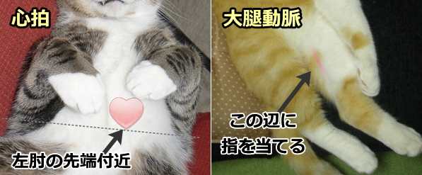 猫の心拍の数え方～心臓と大腿動脈のおおまかな位置