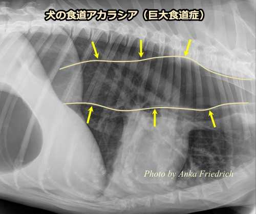 猫の食道アカラシア(巨大食道症)