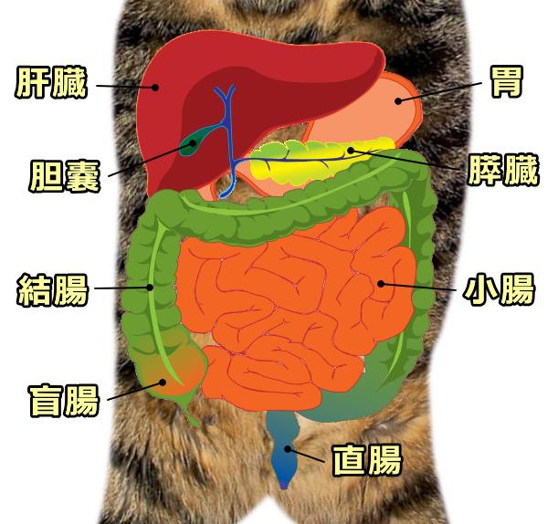 真無盲腸目