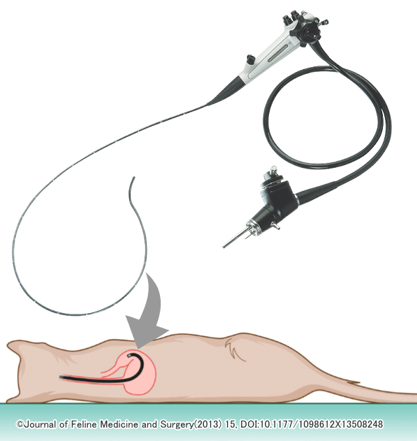 猫における炎症性腸疾患の検査で行われる内視鏡生検