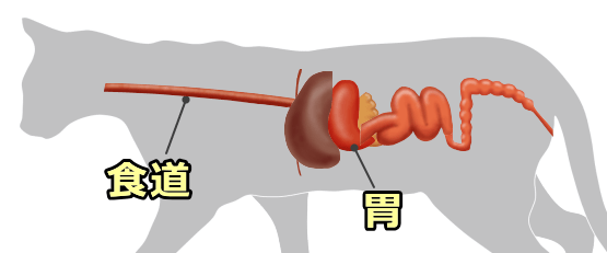 猫の食道の位置