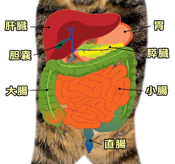 猫の消化器系模式図