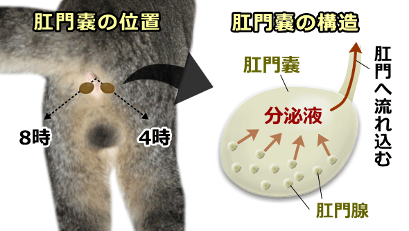 肛門嚢の位置と構造