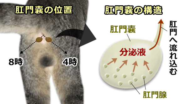 猫の肛門嚢炎 症状 原因から治療 予防法まで肛門の病気を知る 子猫のへや