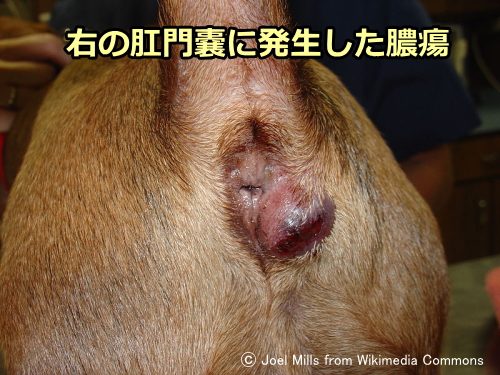 犬の右肛門嚢に発生した膿瘍