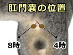 猫の肛門嚢の位置