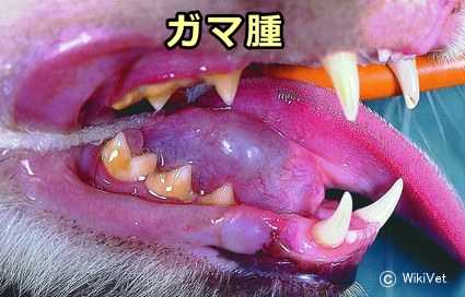 猫の唾液腺嚢腫～頚部粘液嚢腫とガマ腫