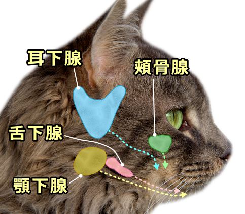 猫の唾液腺の模式図～耳下腺・顎下腺・舌下腺・頬骨腺