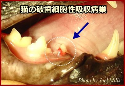 猫の破歯細胞性吸収病巣~歯の根元がピンクに変色し、侵食されているのが見て取れる