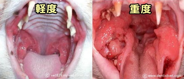 猫の潰瘍性口内炎～口蓋舌弓から頬粘膜にかけて潰瘍が見られる