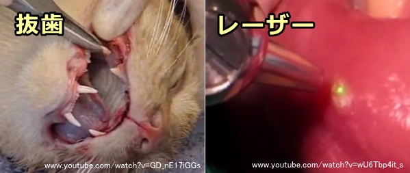 猫の潰瘍性口内炎の治療～抜歯と炭酸ガスレーザー