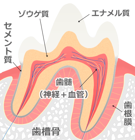 猫の歯の断面図